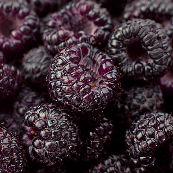 Fresh blackberries