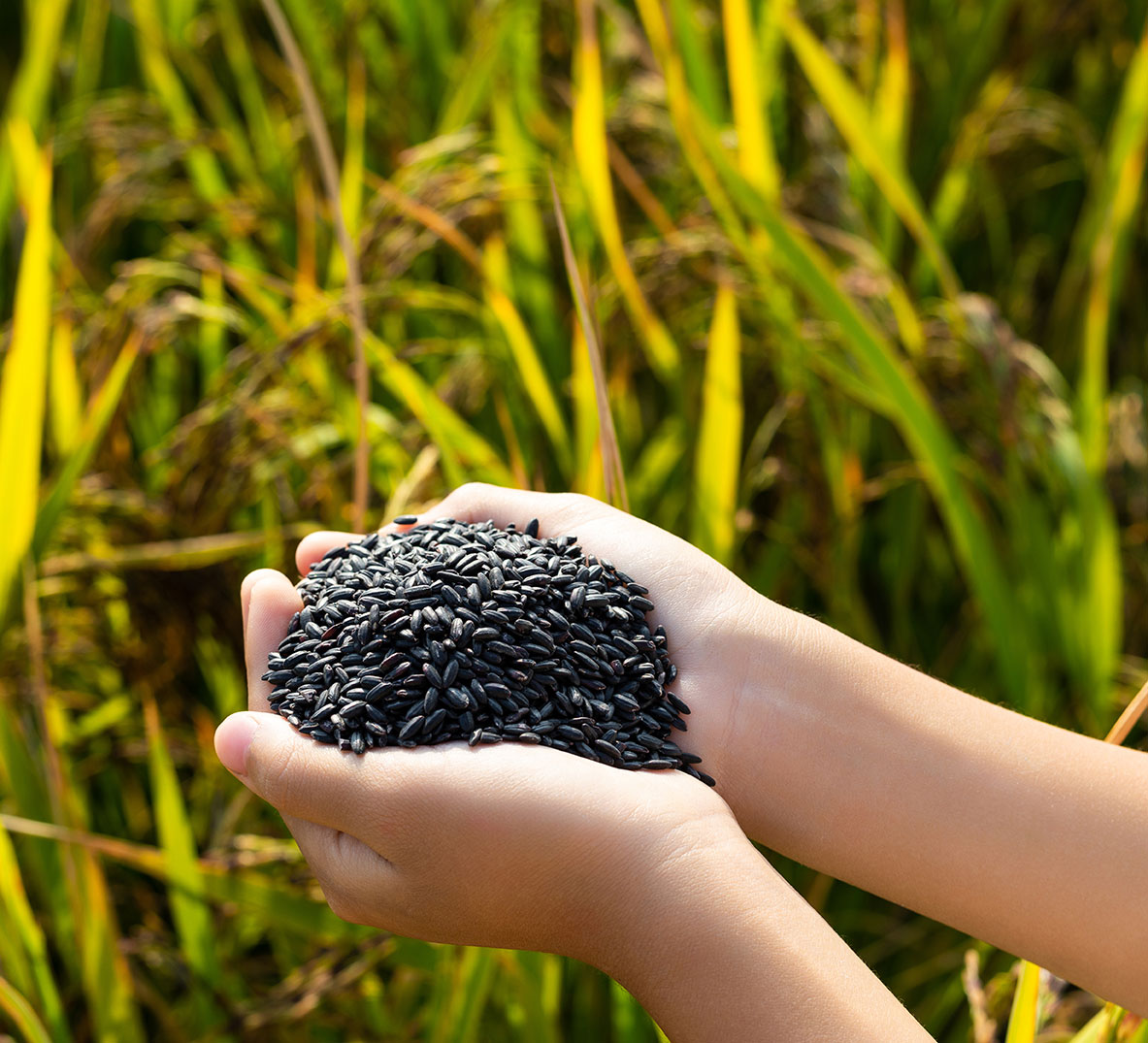 Close-up of black rice grains used in Grindstone’s signature rice blend